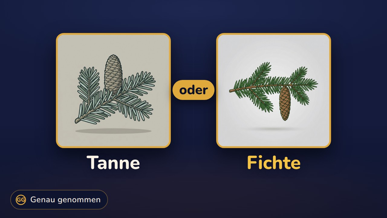 Tanne und Fichte nebeneinander