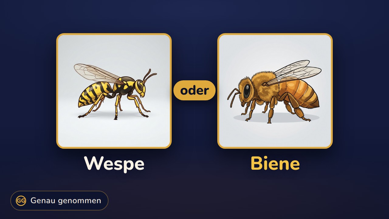 Wespen und Bienen nebeneinander