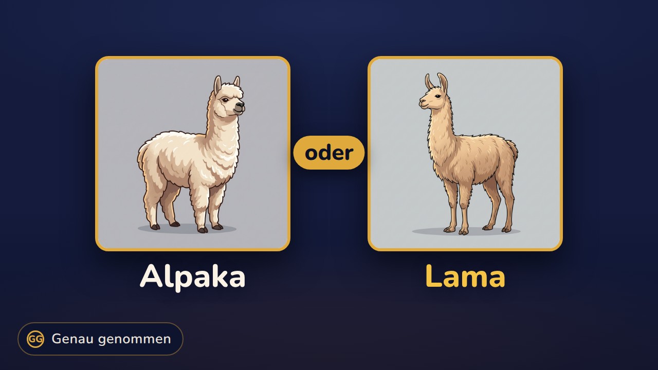 Alpaka und Lama nebeneinander